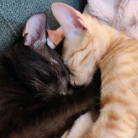 haru_and_the_candle_void