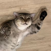 original sound - tarrmb