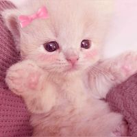 bbpinkeu