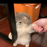 suara asli - Gemini🦋