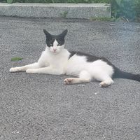 오리지널 사운드 - 강원도쩌렁