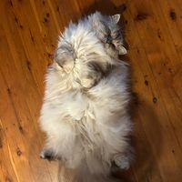 mycatsworld01