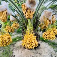 taifnursery
