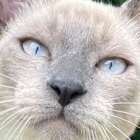 original sound - gatinhotoddy