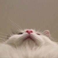 lovecats824