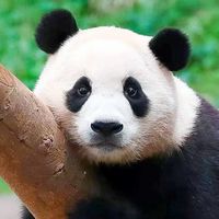 原聲 - 福寶最可愛❤️