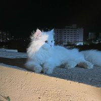 meriiisskaa