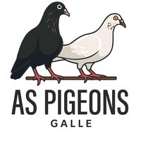 as.pigeons