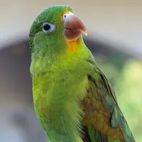 original sound - piolin705