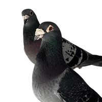 pigeon.papii