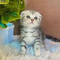 nong_tofu