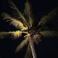 nskwek2