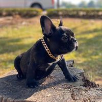 frenchmedog_samlee