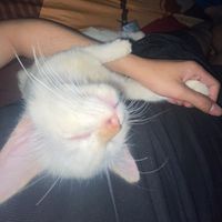 suara asli - inisaya