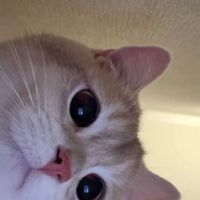 chencuu_