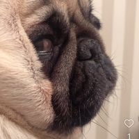 paulmcpug