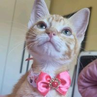 a_gatapink