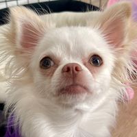 sudsuay_dog