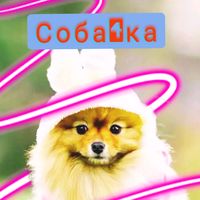 nikagraal