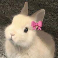 domi_1570