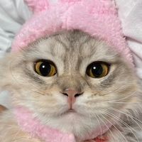 himeka_nyan