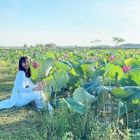 nhạc nền - Thúy Lê