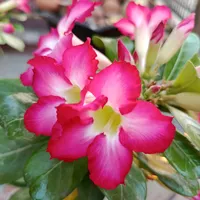 original sound - thaw.tar376