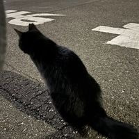 オリジナル楽曲 - MusicDump