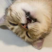 nnamithecat