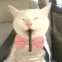 tokitoinfluencer2