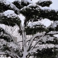 原聲