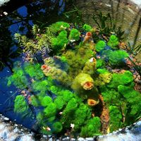 nhạc nền - Ngắm Cá cùng An