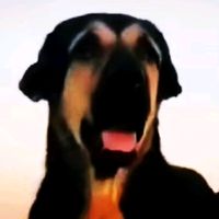 الصوت الأصلي