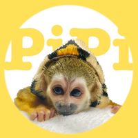 オリジナル楽曲 - monkey.pipi