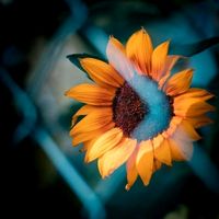 .girasol68