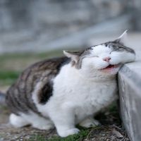 suara asli - 17+