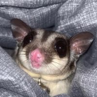 cjtopop