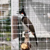 original sound - winsmoke261