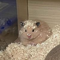 hamster_12355
