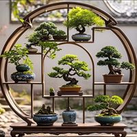 nhạc nền - Tùng Bonsai Bến Tre