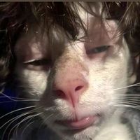 เสียงต้นฉบับ - มีมแมวๆ