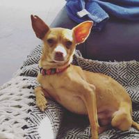 perrito_viajero_