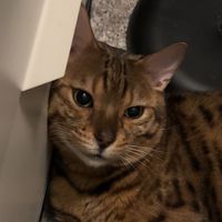 cattt.w
