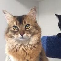 5neko_neko