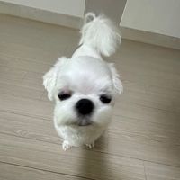 오리지널 사운드 - .