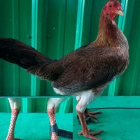 សំឡេងដើម - ARy ARy