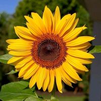 ammarahamir72