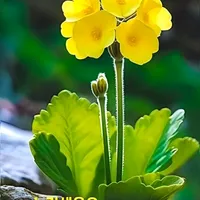 original sound - user3510790753656