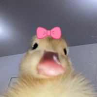urmajuicetea
