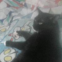 younluvkat